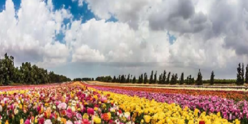 punjab news , फूलों की खेती में मूल्यवर्धन ,